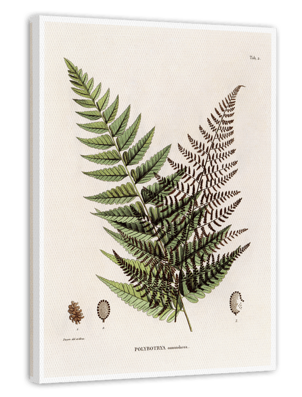 Polybotrya Osmundaceae - Zierpfeffer