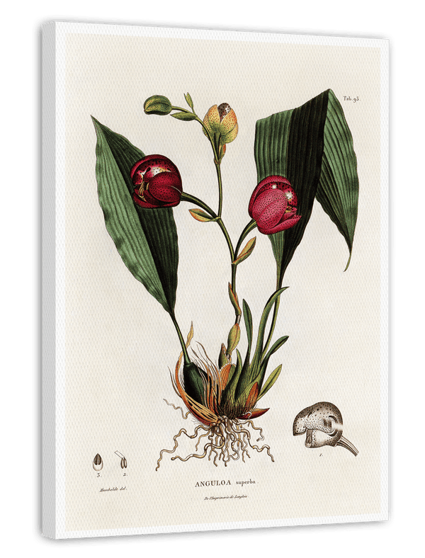 Anguloa Superba - Orchidee