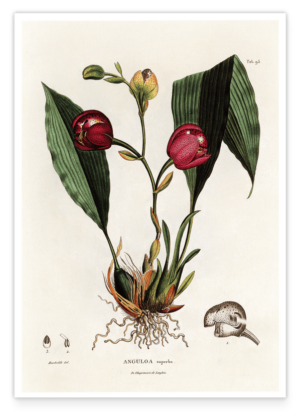 Anguloa Superba - Orchidee