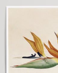 After Hover: Plant with orange flowers