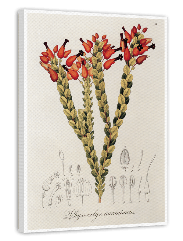 Physocalyx Aurantiacus - rote Blüten