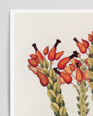 After Hover: Physocalyx aurantiacus - red flowers