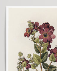 After Hover: Diplusodon Floribundus - wine-red flowers