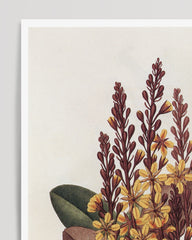 After Hover: Moldenhawera Cuprea - Yellow flowers