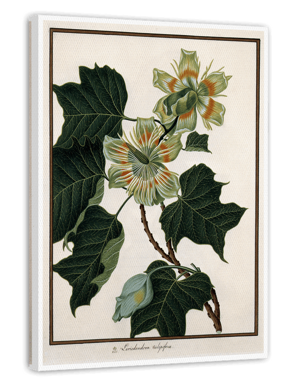 Liriodendron Tulipifera - Tulpenbaum
