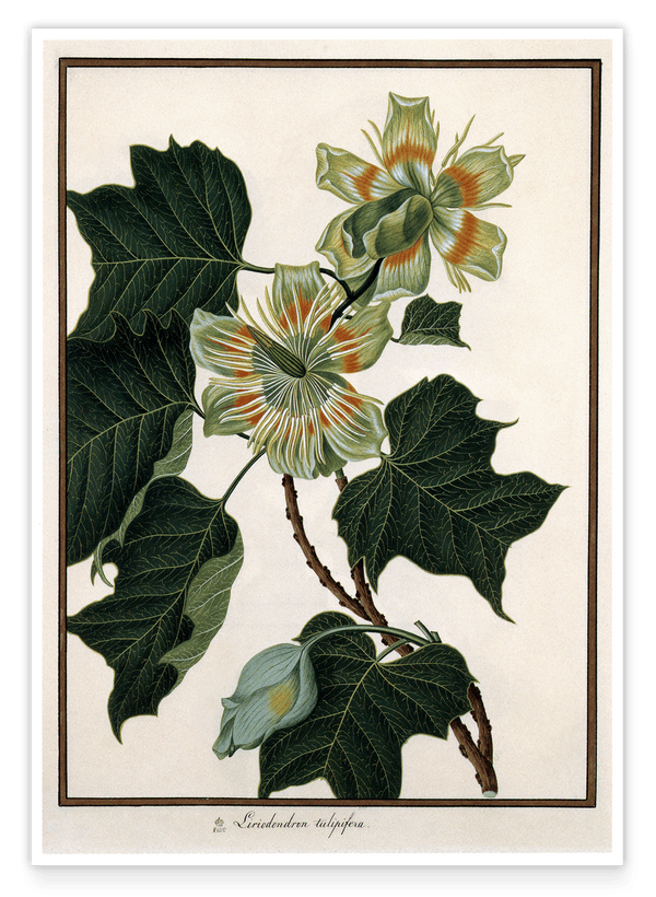 Liriodendron Tulipifera - Tulpenbaum