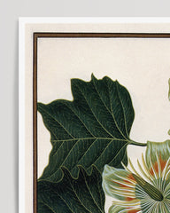 After Hover: Liriodendron Tulipifera - Tulip tree
