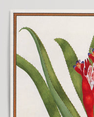After Hover: Bromelia Nudicaulis - Red Flower