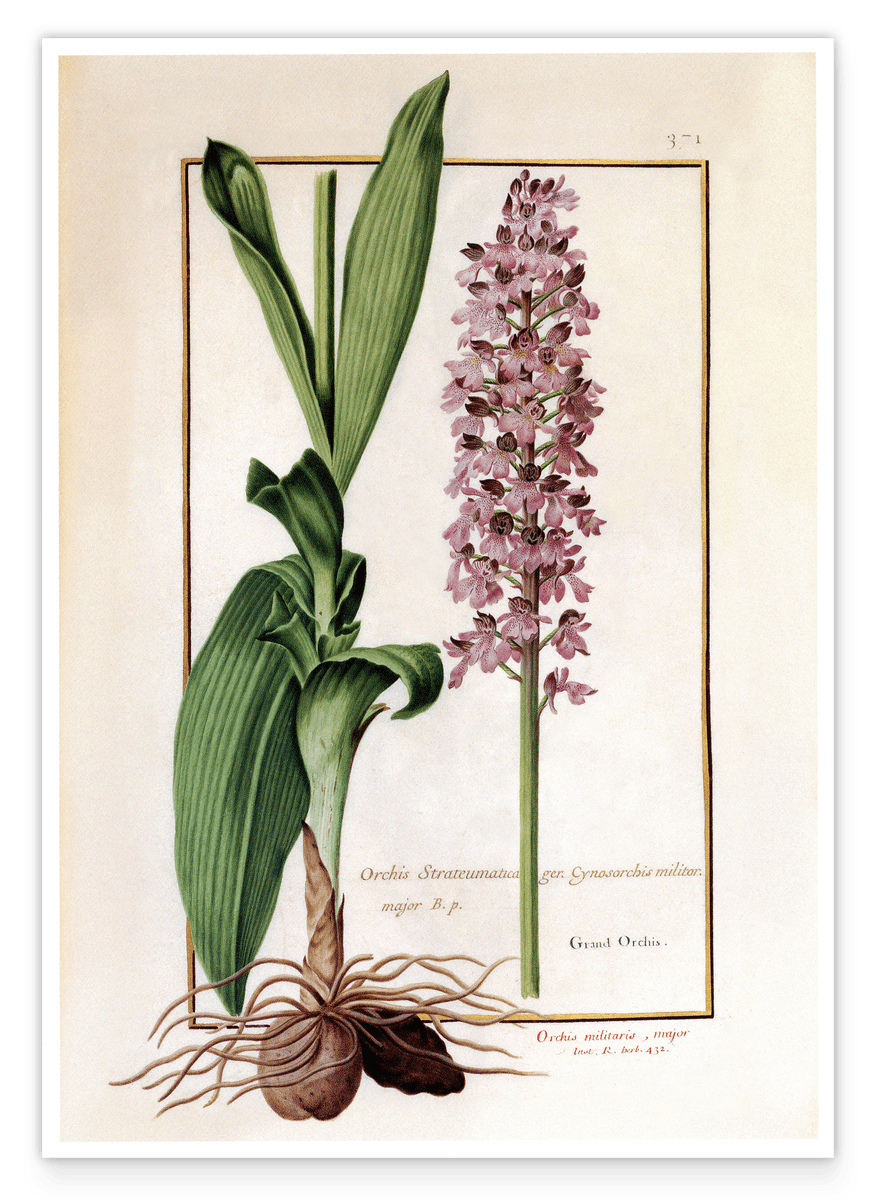 Orchis militaris - Helmet orchid