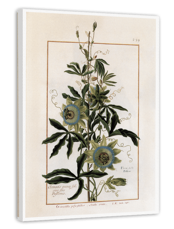 Granadilla Polyphillos - Süße Granadilla
