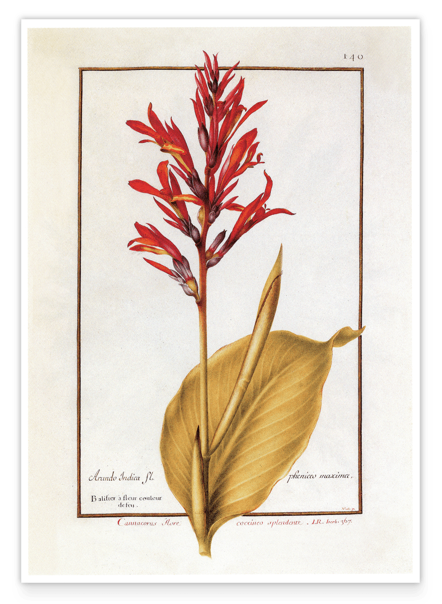 Arundo Indica - Giant Reed with red flowers
