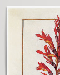 After Hover: Arundo Indica - Giant Reed with red flowers