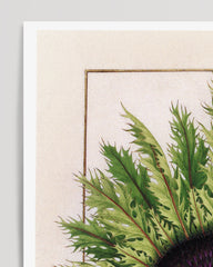 After Hover: Calina - Eberwurzen gold thistles