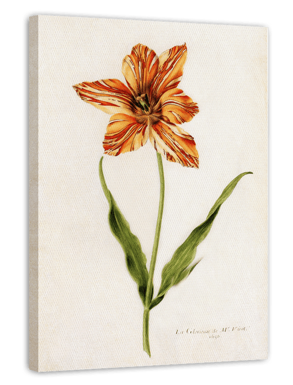Blume mit orangener Blüte - Lexikon Zeichnung