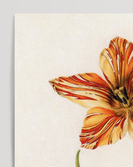 After Hover: Flower with orange blossom - dictionary drawing