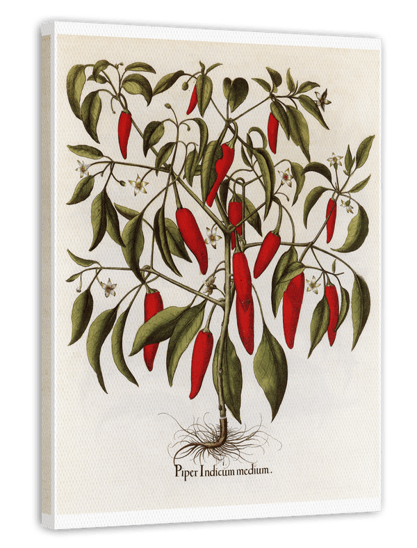 Piper Indicum Medium - Paprikagewächs