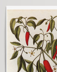 After Hover: Piper Indicum Medium - Pepper plant