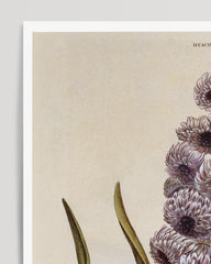 After Hover: Plant with purple flowers