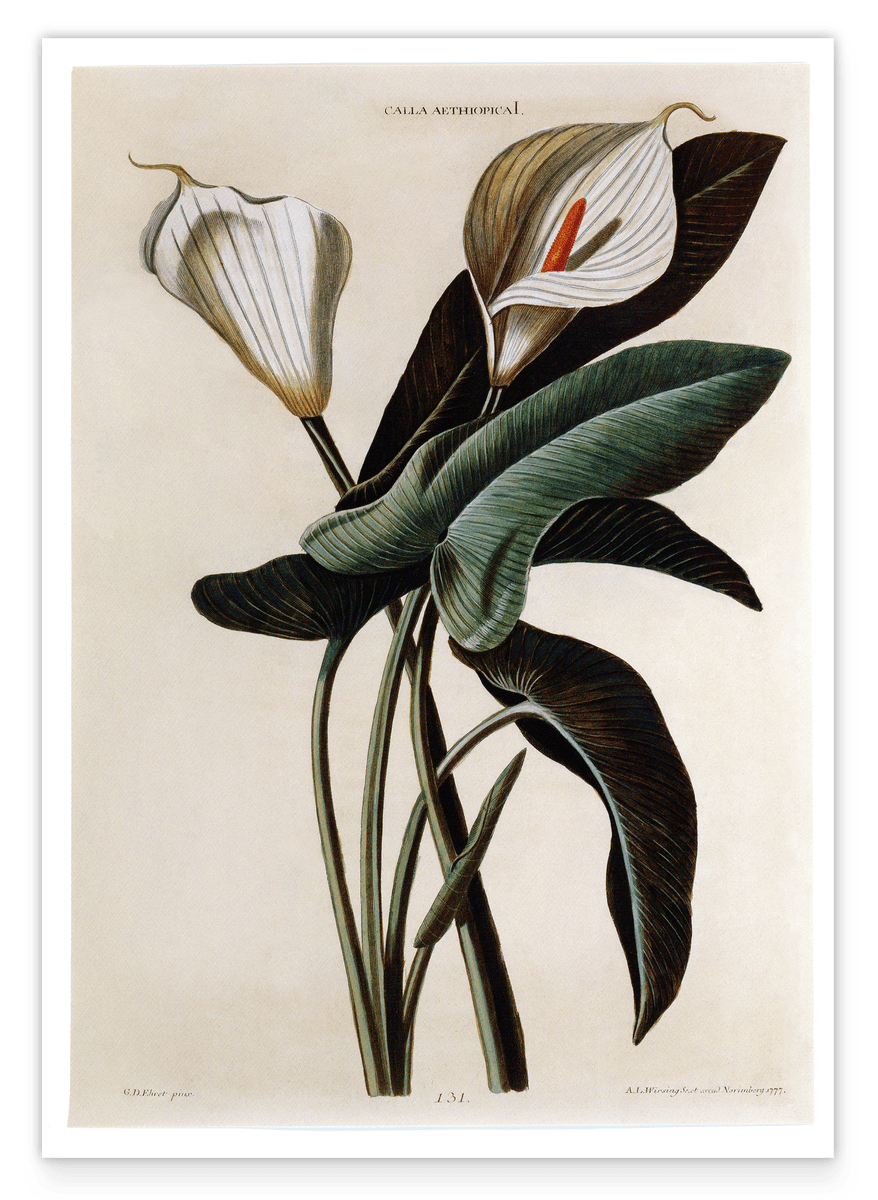 Zantedeschia Aethiopica - White Lily