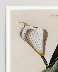 After Hover: Zantedeschia Aethiopica - White Lily