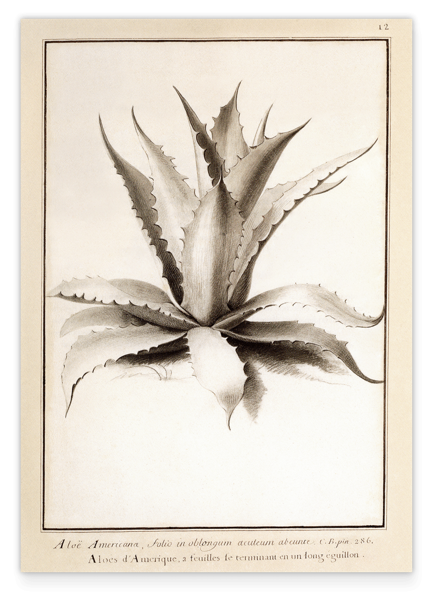 Aloe Americana - Agave