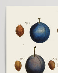 After Hover: Plum varieties - Damson plums