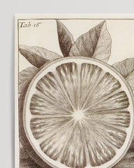 After Hover: Citrus Aurantium - citrus plant