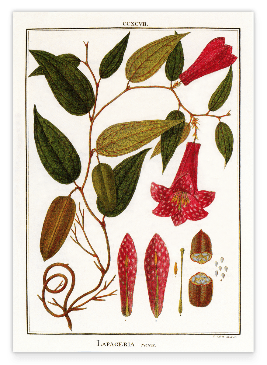 Lapageria rosea - Chilean bellflower
