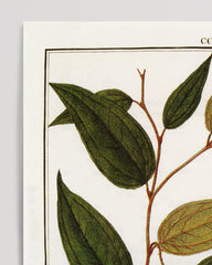 After Hover: Lapageria rosea - Chilean bellflower