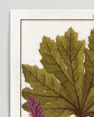 After Hover: Gunnera - Giant rhubarb