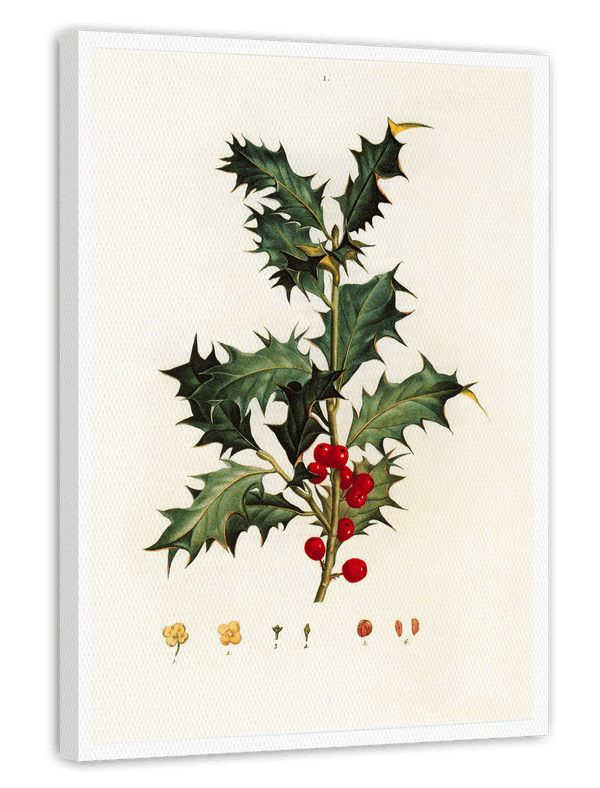 Stechpalme Weihnachten
