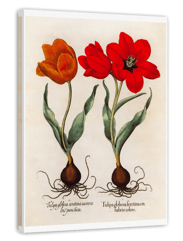 Rote Tulpen