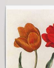 After Hover: Red tulips