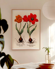 After Hover: Rote Tulpen