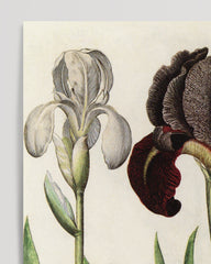 After Hover: Iris flowers