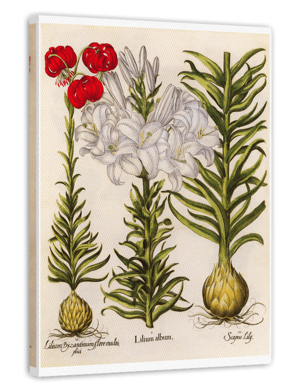 Weiße und rote Lilien