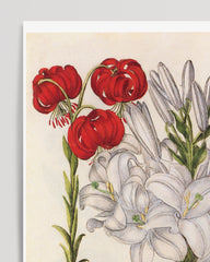 After Hover: White and red lilies