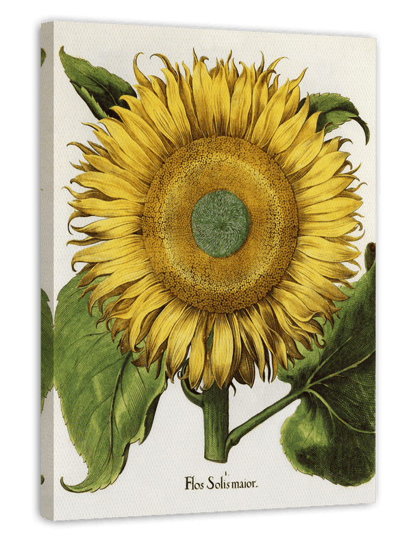 Sonnenblume - Gelbe Blüte