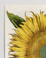 After Hover: Sunflower - Yellow flower