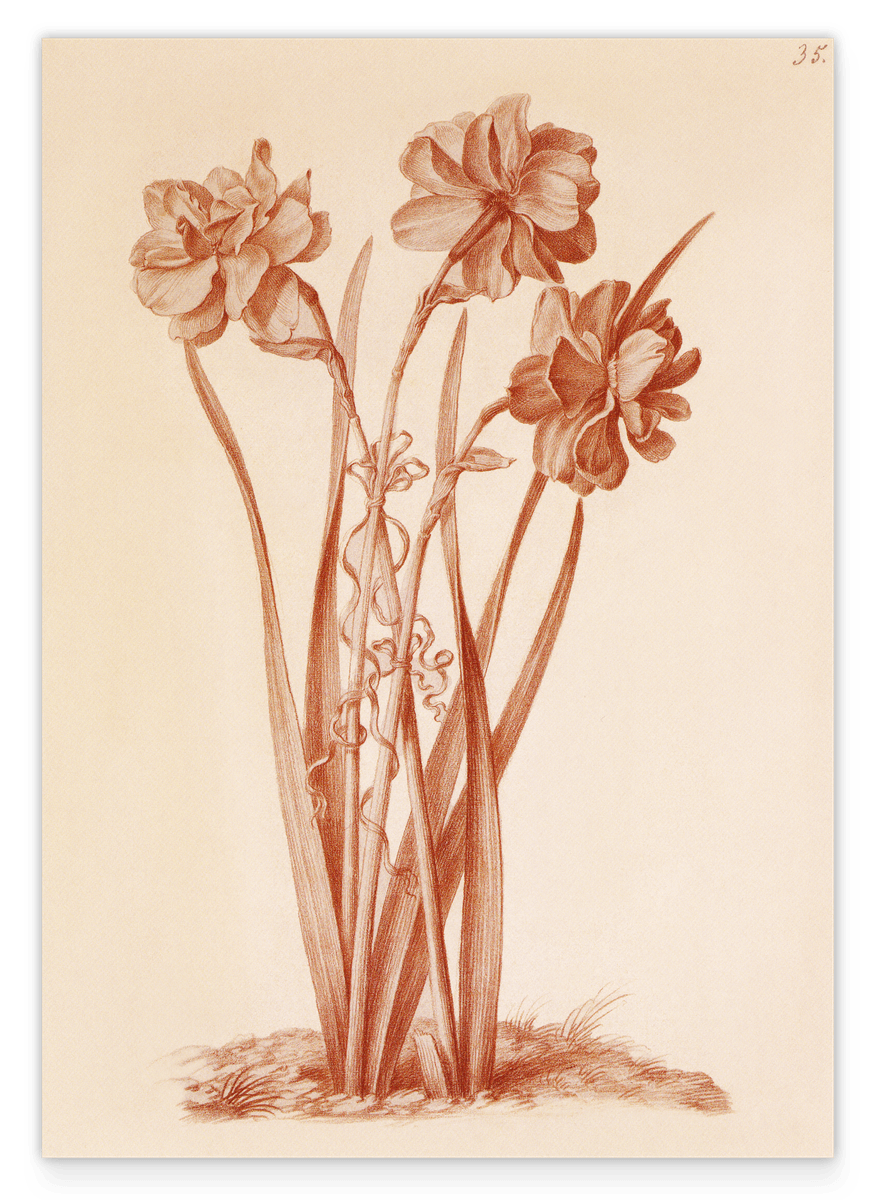 Flower drawing