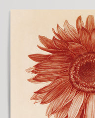 After Hover: Flower drawing - Sunflower
