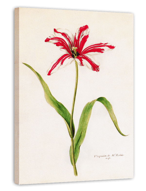 Blume Rot-Weiße Lilie
