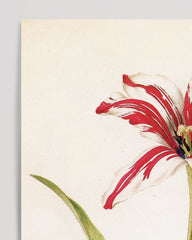 After Hover: Red and white lily flower