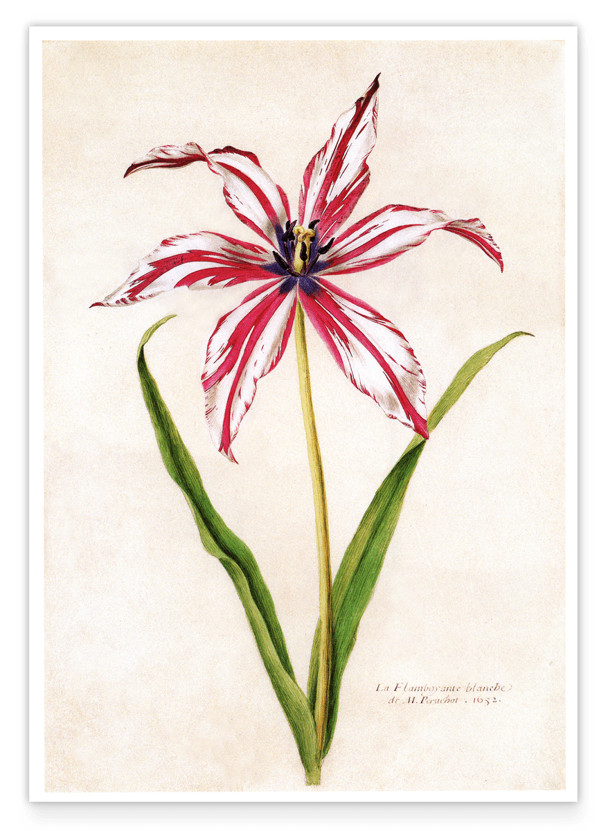 White and red lily with blue stamens
