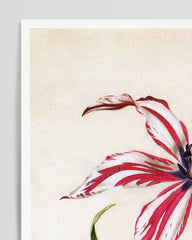 After Hover: White and red lily with blue stamens