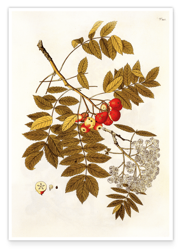 Beeren und Blüten am Zweig