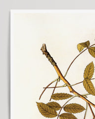 After Hover: Berries and blossoms on the branch