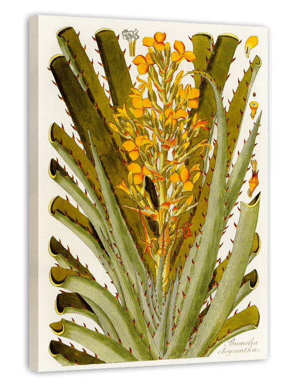 Bromelia Chrysantha - gelbe Blüten