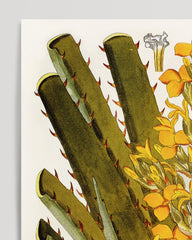 After Hover: Bromelia Chrysantha - yellow flowers