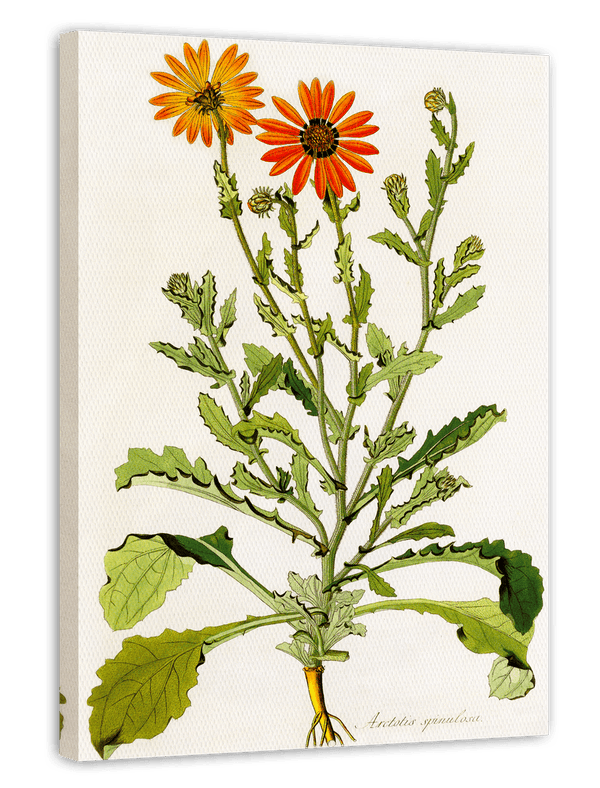 Arctotis Spinulosa - orangene Blüten